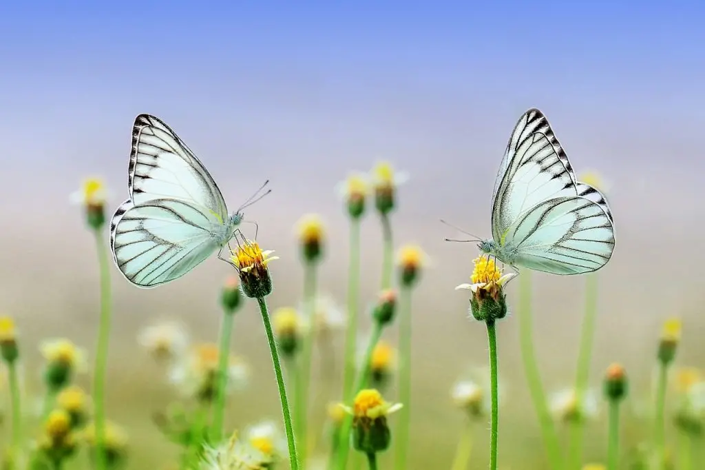 Qu’est ce que nature et découvertes?