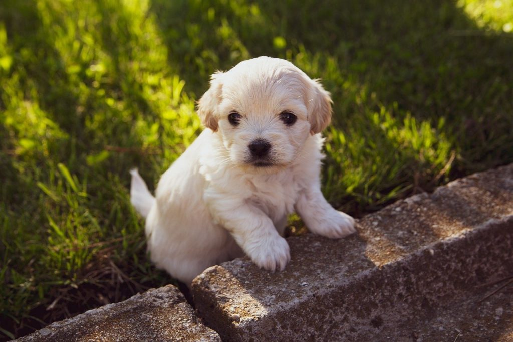 Quelle alimentation choisir pour un chiot?