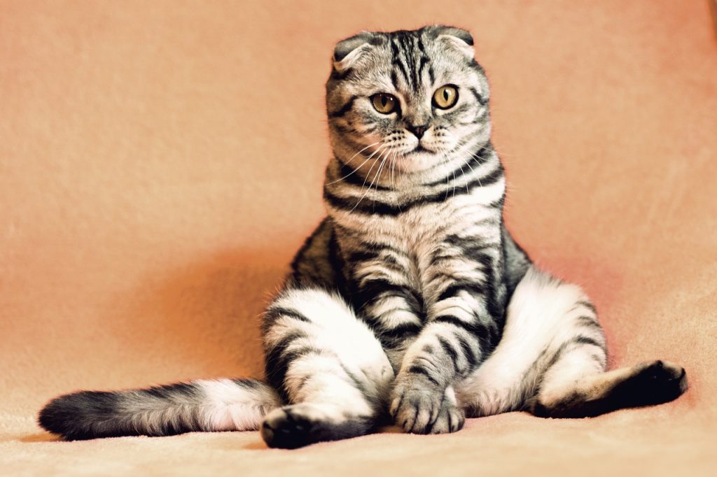 croquette chat