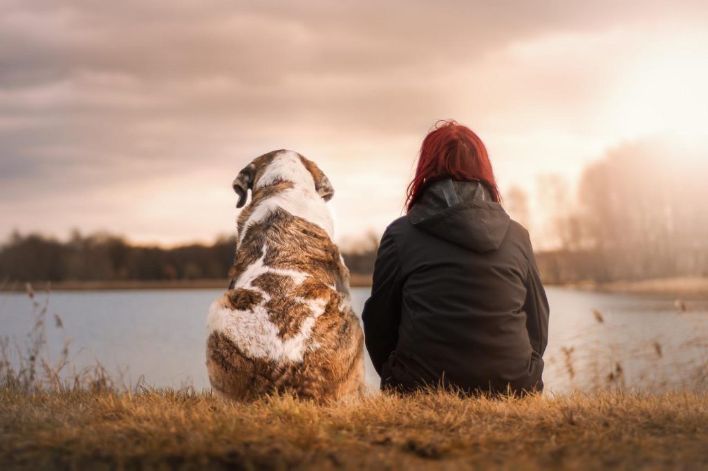 chien animal de compagnie