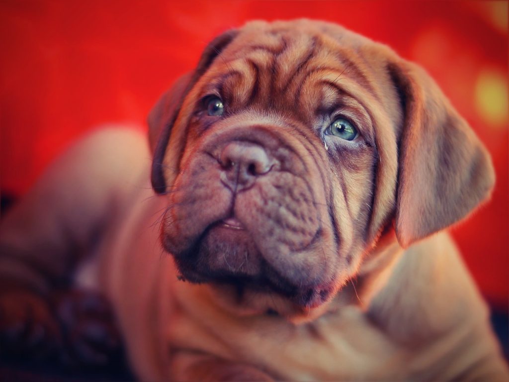 Pourquoi adopter un dogue de Bordeaux?