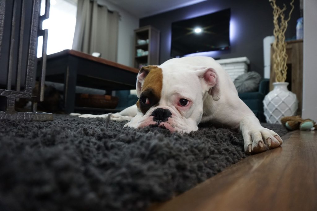 entretien tapis salon