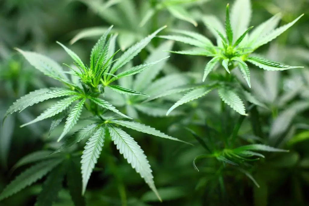 cbd : tout savoir sur cette molécule